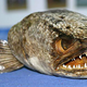 Image for article titled 10 of the World's Worst Invasive Species